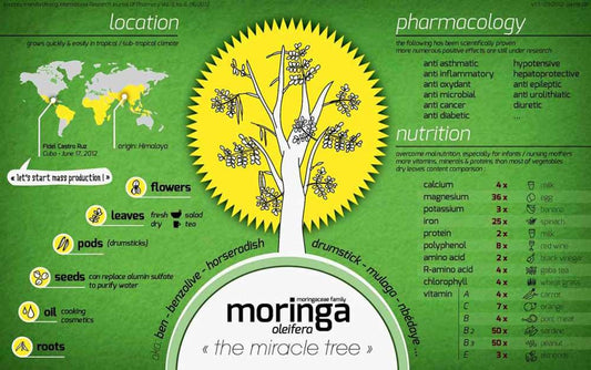 Moringa Oleifera, A Magical Vegetable Tree