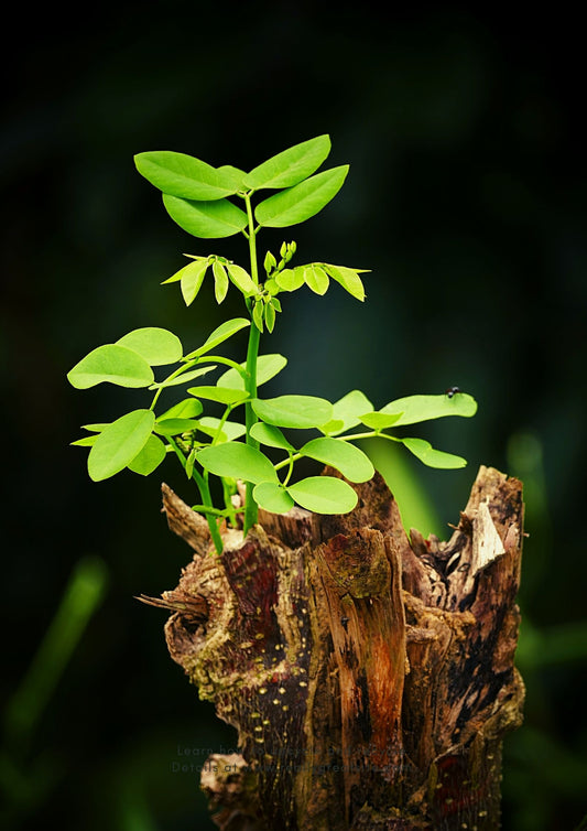 Get to Know the Moringa Tree - The History of Moringa Oleifera