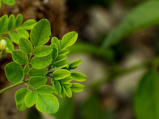 Why Moringa Could be the Next Miracle Food