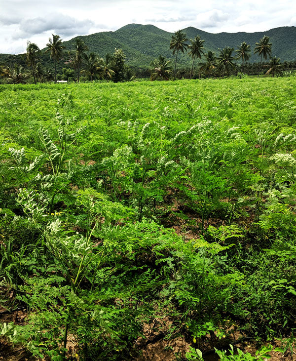 moringa-farm3_5dd35999-6e36-4f2e-aab6-1e37a9519696.jpg